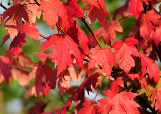 1630453120962292.jpg image.jpg