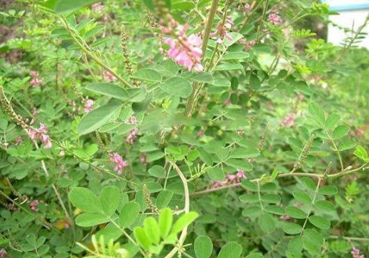 1630470731551277.jpg image.jpg