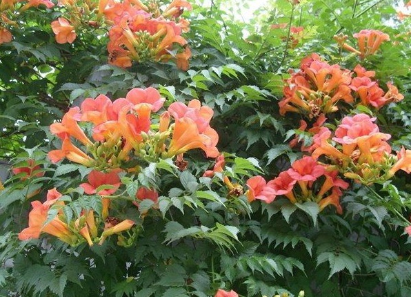 1630470827917700.jpg image.jpg