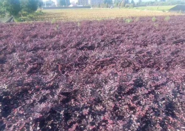 1630470991599119.jpg image.jpg