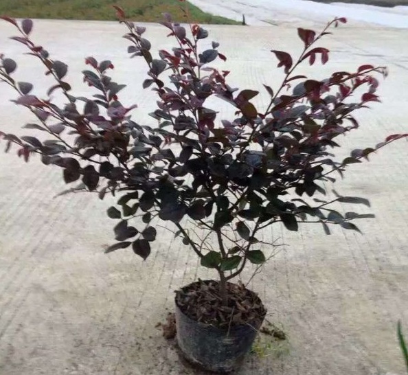 1630471001167395.jpg image.jpg