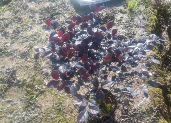 1630471010643328.jpg image.jpg