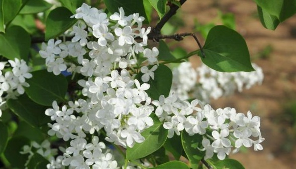 1630471405329174.jpg image.jpg