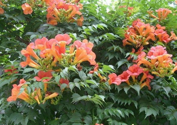 1630471667949210.jpg image.jpg