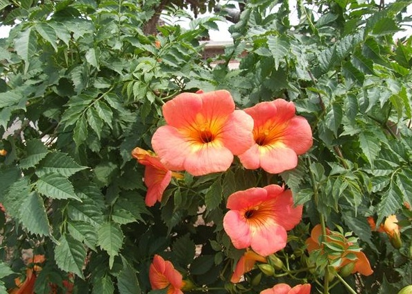 1630471748152802.jpg image.jpg