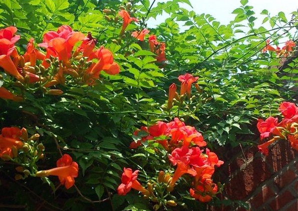 1630471965569204.jpg image.jpg