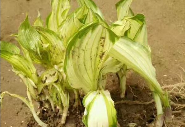 1630472226970823.jpg image.jpg