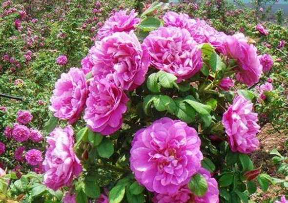 1630472379319741.jpg image.jpg