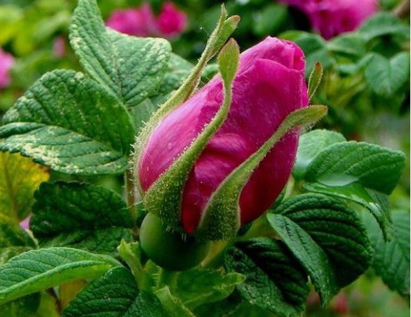 1630472389859853.jpg image.jpg