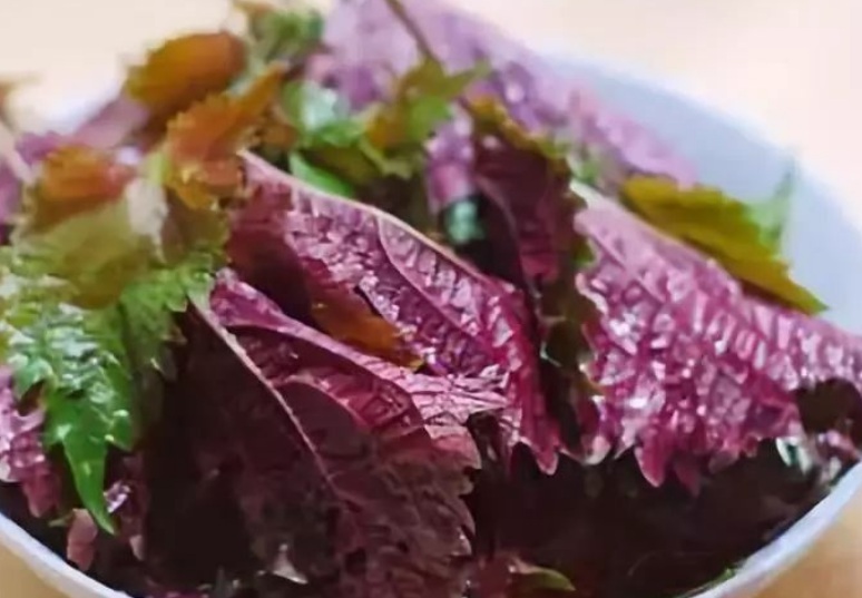 1630477590558061.jpg 紫蘇3.jpg