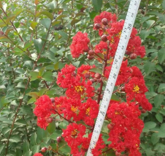 1630481798417952.jpg image.jpg