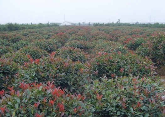 1630482493778003.jpg image.jpg