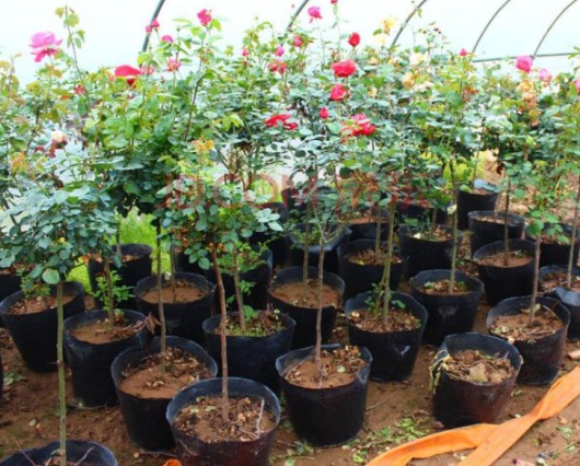 1630483088651377.jpg image.jpg