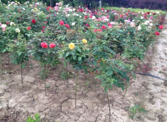 1630483097621629.jpg image.jpg