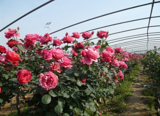 1630484130396418.jpg image.jpg