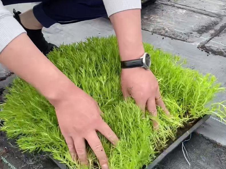 1630487483674903.jpg 8b866c9d79f78e2d585b4e00d008fd71_1622277187222684.jpg