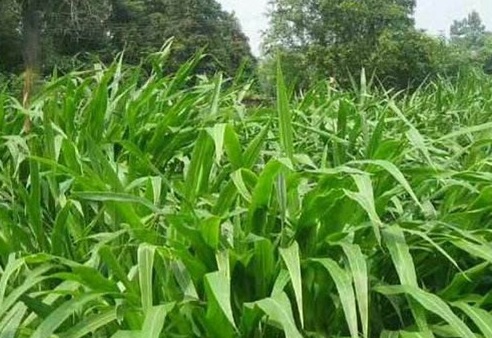 1630487788197408.jpg bc9724b37cce7e3c864bb2016cdf1fcb_1626703304737404.jpg