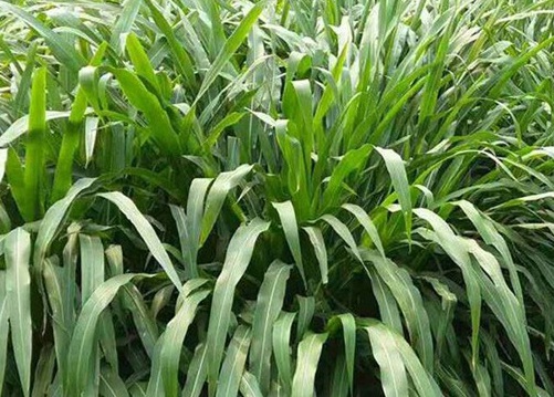 1630487809816425.jpg d0e8677ca8460b2172aa19246e0c6ee5_1626703316556607.jpg