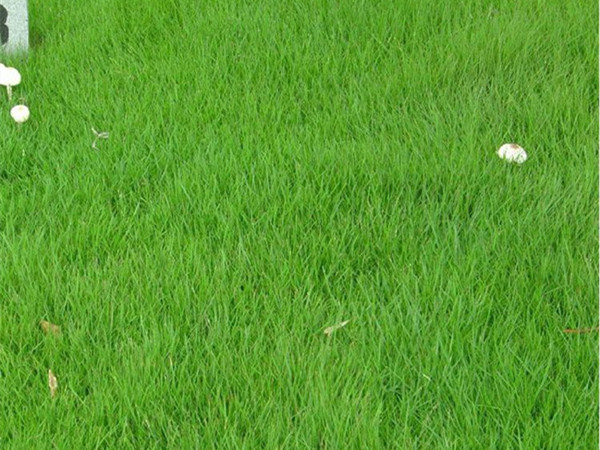 1630488276909687.jpg 1.jpg