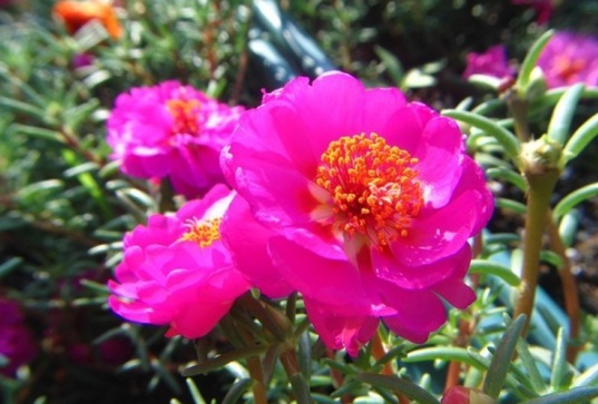 1630499814990322.jpg image.jpg