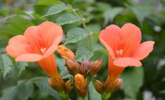 1630500429214485.jpg image.jpg