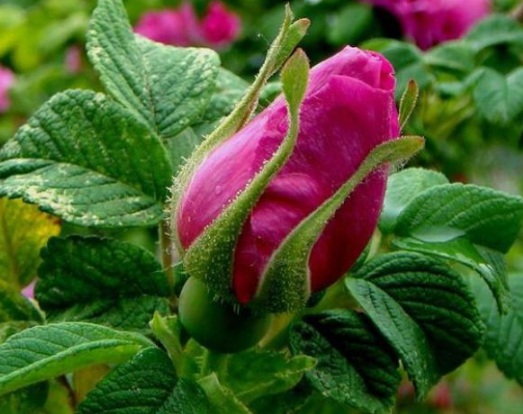 1630501211716202.jpg image.jpg