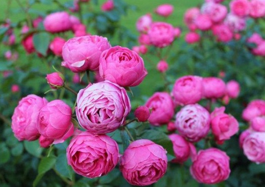 1630502345837334.jpg image.jpg