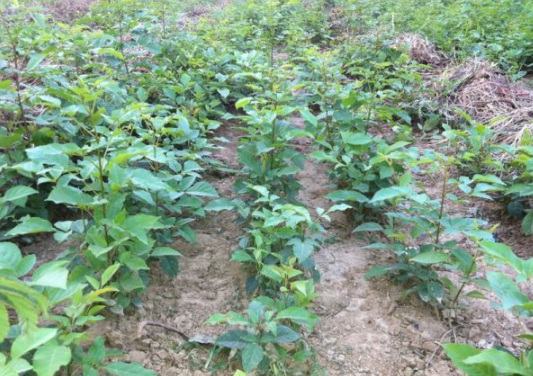 1630502460104607.jpg image.jpg