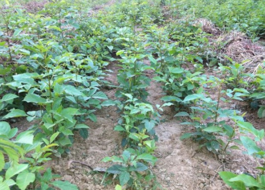 1630503828581624.jpg image.jpg