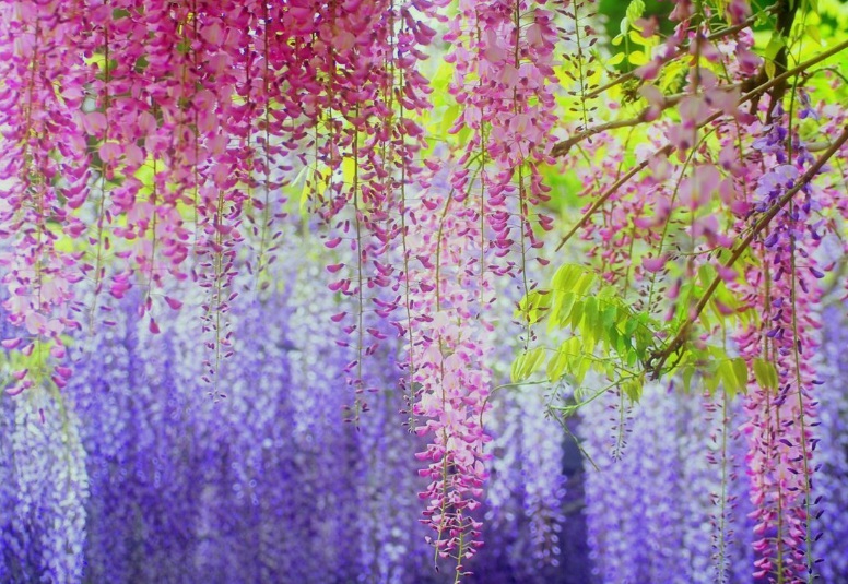 1630507217240295.jpg 紫藤1.jpg