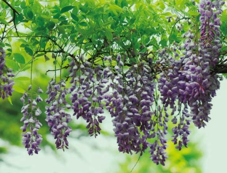 1630507247942440.jpg 紫藤2.jpg