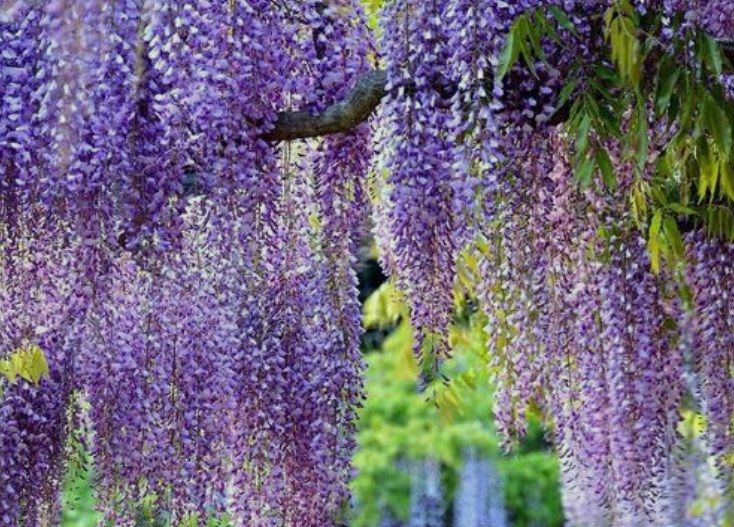 1630507271192077.jpg 紫藤3.jpg