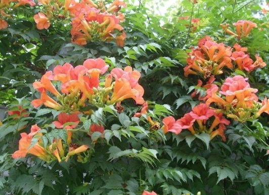 1630546645713500.jpg image.jpg