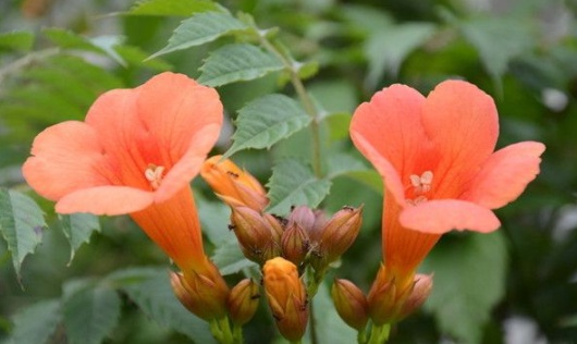 1630546654625928.jpg image.jpg