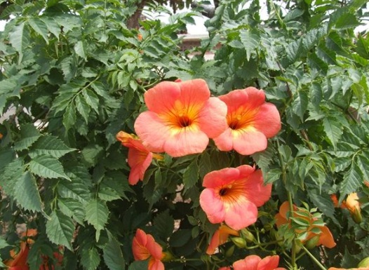 1630546664302362.jpg image.jpg