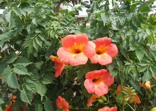 1630546723795028.jpg image.jpg