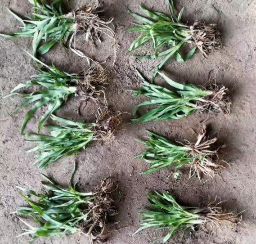 1630546872552387.jpg image.jpg