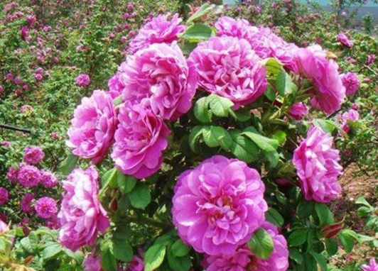 1630547291510602.jpg image.jpg