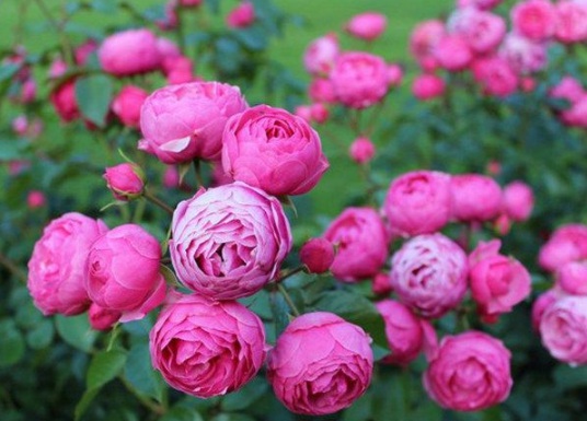 1630548142491050.jpg image.jpg