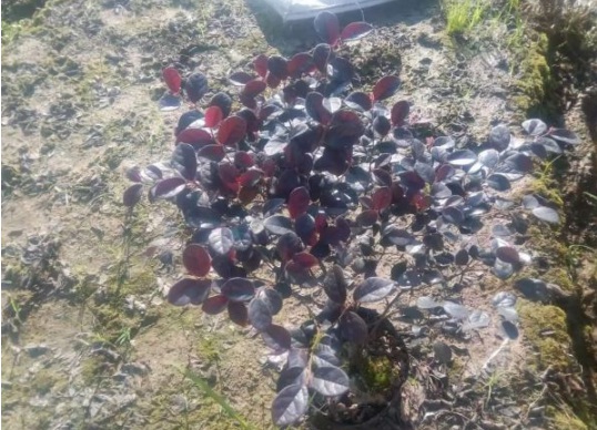 1630548936286823.jpg image.jpg