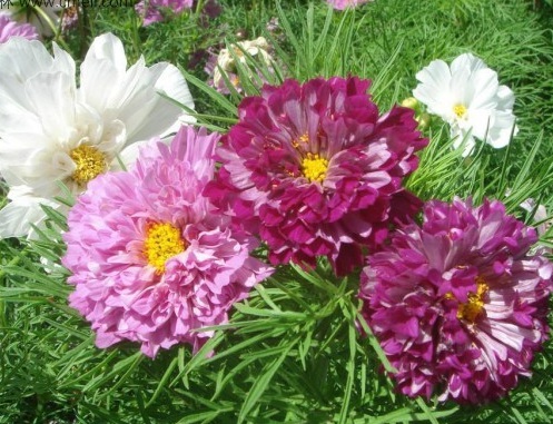 1630663163298492.jpg image.jpg