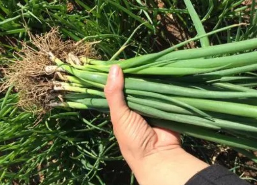 1630666149486249.jpg image.jpg