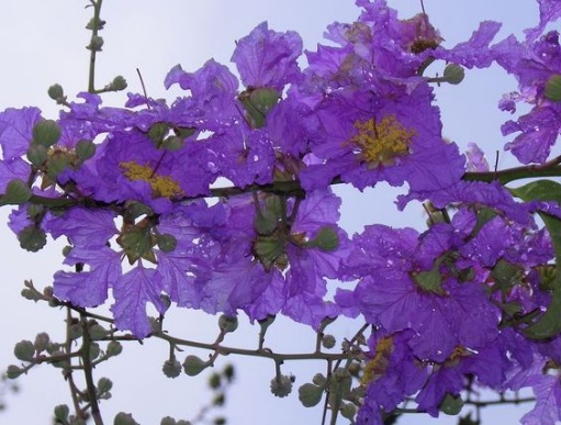 1630666516630536.jpg image.jpg