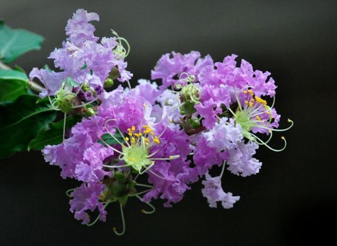 1630666543743687.jpg image.jpg