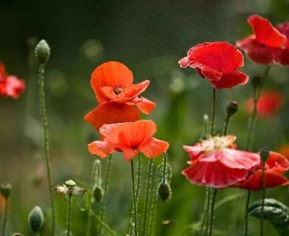 1630674507876332.jpg image.jpg