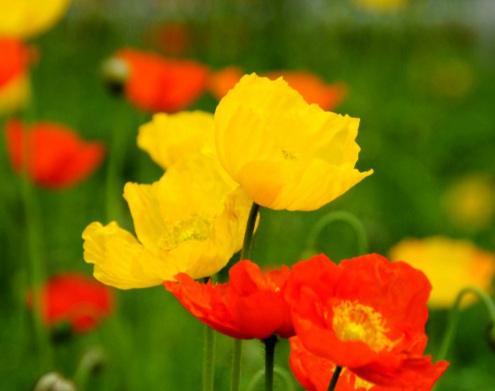 1630674518329458.jpg image.jpg