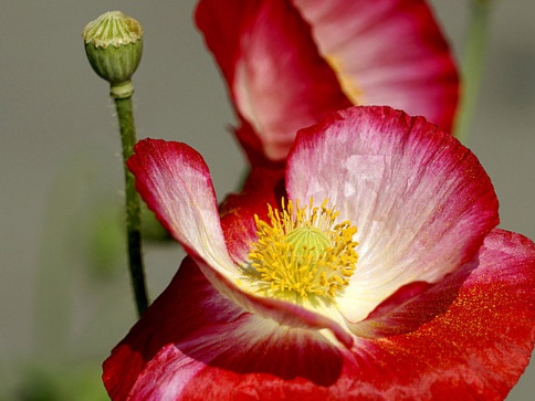 1630674528351591.jpg image.jpg