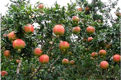 1630759110857655.jpg 1630759110857655.jpg