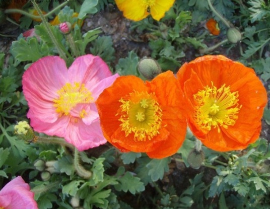 1630909619852047.jpg image.jpg