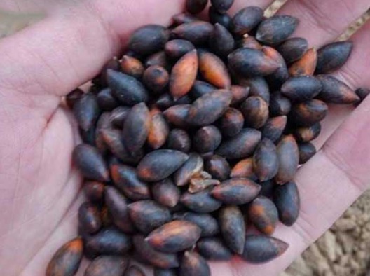 1630909846181192.jpg image.jpg